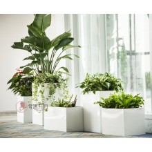 專注室內(nèi)綠植服務(wù)8年，綠植租賃，免費(fèi)養(yǎng)護(hù)，一站式商務(wù)空間